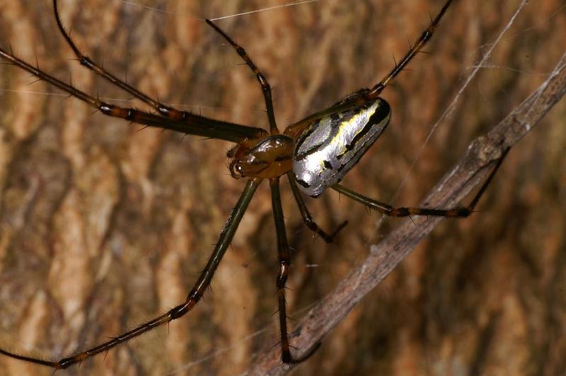 Leucage_granulata_D7700_Z_89_The Gap_Australie.jpg